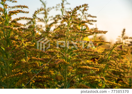 深秋,初冬,一枝黃花 深秋,初冬,一枝黃花 77385370