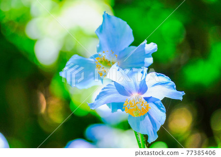 藍罌粟光影 藍罌粟光影 77385406