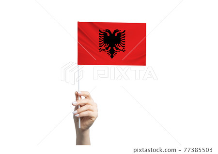 Beautiful female hand holding Albania flag, isolated on white background Beautiful female hand holding Albania flag, isolated on white background 77385503
