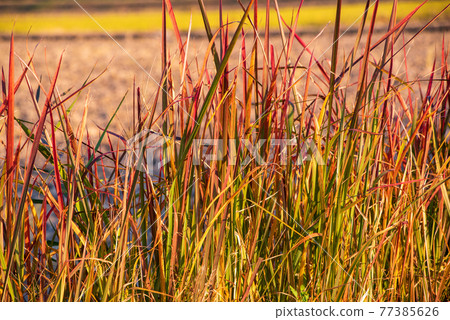 Late autumn, early winter, grass autumn leaves, Imperata cylindrica Late autumn, early winter, grass autumn leaves, Imperata cylindrica 77385626