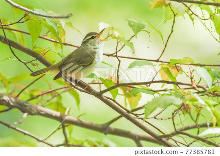 來到繁殖地的東方冠鶯 來到繁殖地的東方冠鶯 77385781