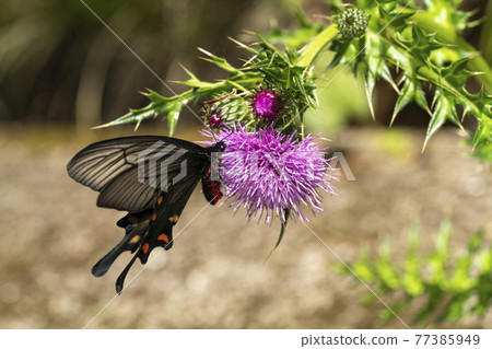 Chinese Windmill Thistle 77385949