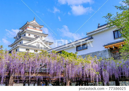 唐津城和紫藤花 佐賀縣唐津市 77386025