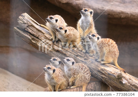 Meerkat_7 頭朝同一個方向看 Meerkat_7 頭朝同一個方向看 77386104