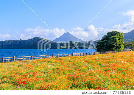 Kaimondake, Lake Ikeda, and California Poppy, Ibusuki City, Kagoshima Prefecture 77386128