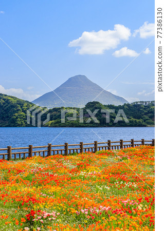 鹿兒島縣指宿市開聞岳、池田湖和加州罌粟 鹿兒島縣指宿市開聞岳、池田湖和加州罌粟 77386130