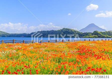 Kaimondake, Lake Ikeda, and California Poppy, Ibusuki City, Kagoshima Prefecture 77386131
