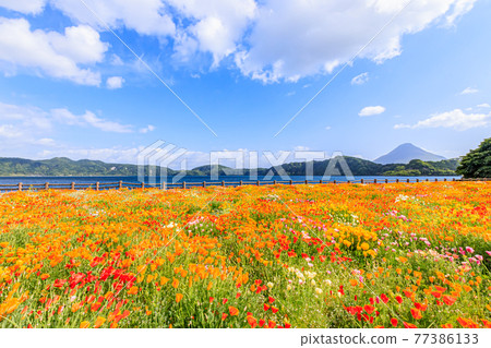 Kaimondake, Lake Ikeda, and California Poppy, Ibusuki City, Kagoshima Prefecture 77386133