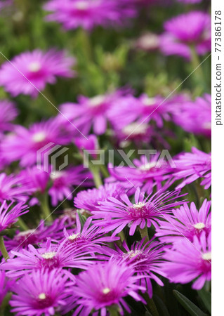 Pink flower trailing ice plant Pink flower trailing ice plant 77386178