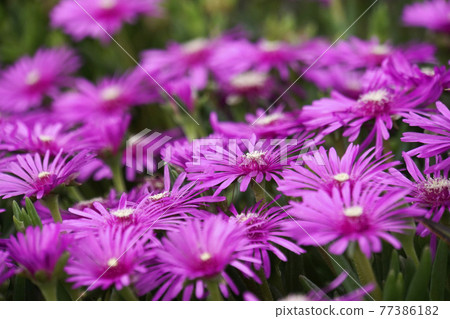 粉紅花尾冰廠 粉紅花尾冰廠 77386182
