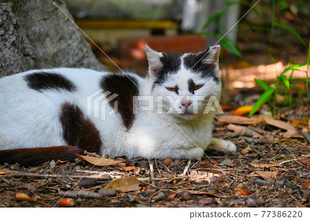 A cracked cat lying in the shade of a tree and looking at you A cracked cat lying in the shade of a tree and looking at you 77386220