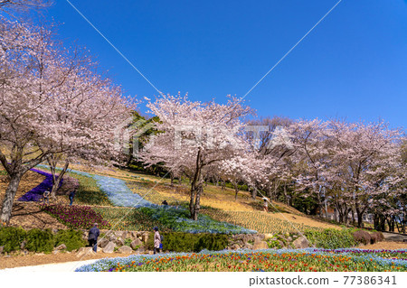 山口縣下關市春季土耳其鬱金香園 山口縣下關市春季土耳其鬱金香園 77386341