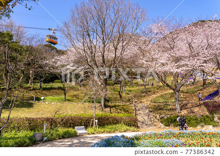 山口縣下關市日野山公園的土耳其鬱金香花園和索道纜車 山口縣下關市日野山公園的土耳其鬱金香花園和索道纜車 77386342