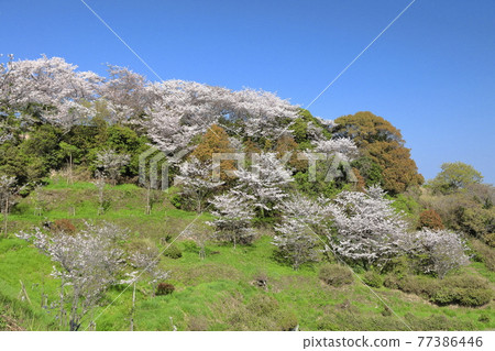 東三崎海岸邊的山櫻花③ 77386446