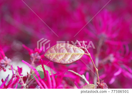 紅色邊緣花花和葉子 紅色邊緣花花和葉子 77386501