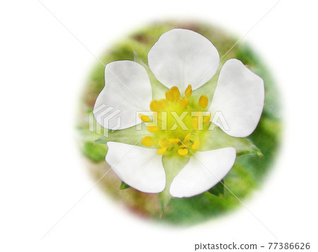 在晨光中鮮豔地生長的白花“野草莓”水彩風格的畫信 在晨光中鮮豔地生長的白花“野草莓”水彩風格的畫信 77386626