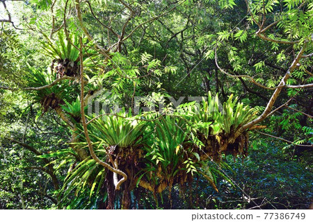 Amami Oshima Uken Village Shimao Taniwatari colony Amami Oshima Uken Village Shimao Taniwatari colony 77386749