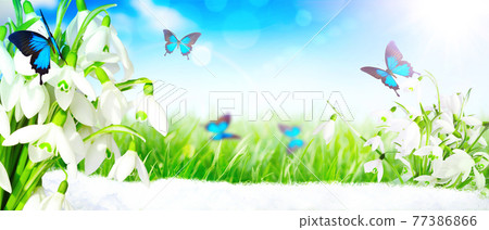 Lots of snowdrops in the first days of spring with butterfly Lots of snowdrops in the first days of spring with butterfly 77386866