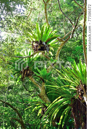 奄美大島宇研村 Shimao Taniwatari 殖民地 77386872