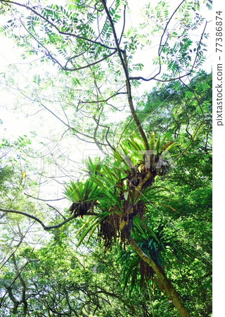 Amami Oshima Uken Village Shimao Taniwatari colony Amami Oshima Uken Village Shimao Taniwatari colony 77386874