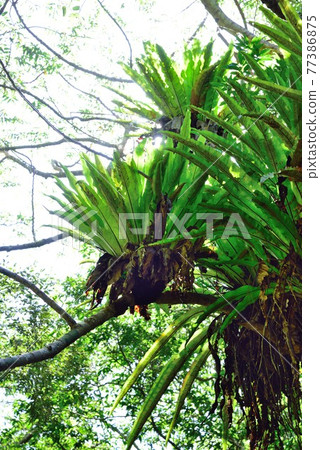 Amami Oshima Uken Village Shimao Taniwatari colony 77386875