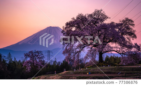 Mt. Fuji and Sakura Wanitsuka in the morning glow Nirasaki City, Yamanashi Prefecture Mt. Fuji and Sakura Wanitsuka in the morning glow Nirasaki City, Yamanashi Prefecture 77386876