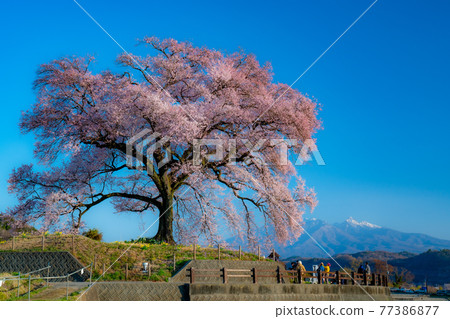 山梨縣Nirasaki市Sakura Wanitsuka和Yatsugatake，晨景 77386877