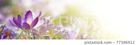 Blooming purple crocus flowers in a soft focus on a sunny spring day Blooming purple crocus flowers in a soft focus on a sunny spring day 77386912
