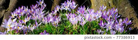 Blooming purple crocus flowers in a soft focus on a sunny spring day Blooming purple crocus flowers in a soft focus on a sunny spring day 77386913