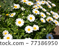 Spring flowers: North Pole 77386950