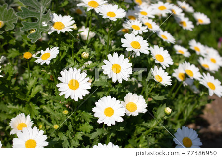 Spring flowers: North Pole 77386950