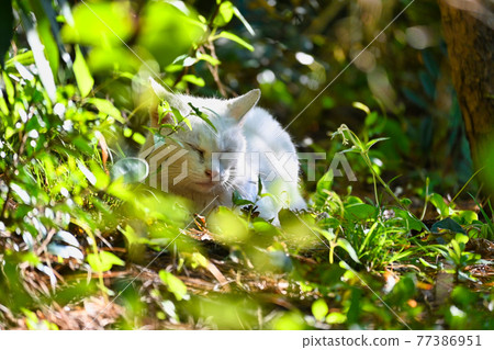 A white cat looking at you from the shade of a tree 77386951