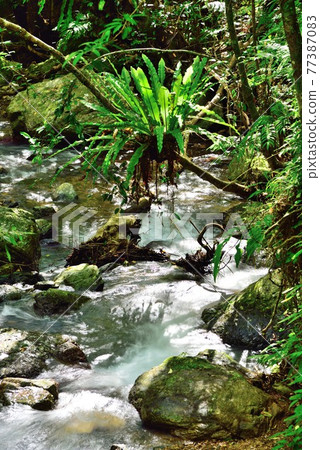 Amami Oshima Uken Village Shimao Taniwatari colony 77387083