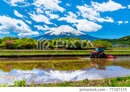 Yamanashi Prefecture Fujiyoshida Rural Park Upside-down Fuji reflected in paddy fields 77387155