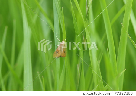 Creatures Insects Cromon Kinomeiga，當我找到它時，它看起來像這樣。它在嫩葉中脫穎而出 77387196