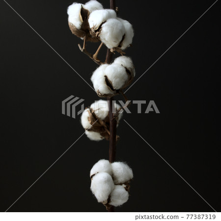 Cotton flower branch. Still life, fine art, dark photography. Head on, medium angle shot, horizontal image style. Cotton flower branch. Still life, fine art, dark photography. Head on, medium angle shot, horizontal image style. 77387319
