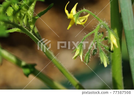 迷你番茄花 迷你番茄花 77387508