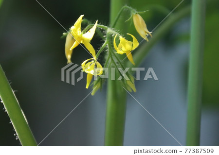 迷你番茄花 77387509