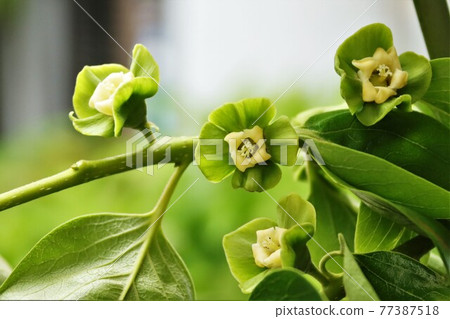 Fuyu persimmon flower Fuyu persimmon flower 77387518