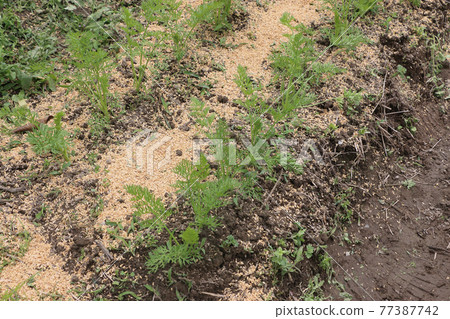Carrot field that was thinned out and weeded Carrot field that was thinned out and weeded 77387742