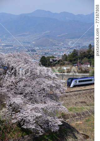 E353 series limited express train running on the Chuo Line with Katsunuma Jinrokuzakura against the backdrop of the mountains of the Southern Alps E353 series limited express train running on the Chuo Line with Katsunuma Jinrokuzakura against the backdrop of the mountains of the Southern Alps 77387808
