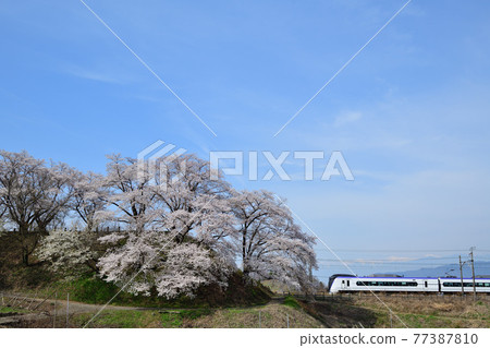 E353 series limited express train running on the Chuo Line with Katsunuma Jinrokuzakura against the backdrop of the mountains of the Southern Alps 77387810