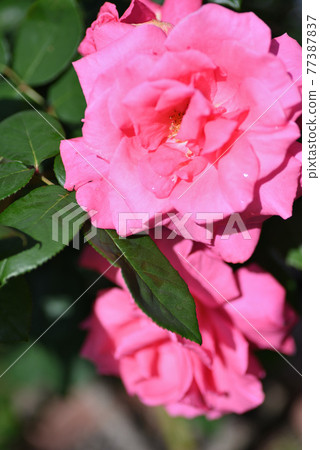 Roses (Yoshizumi) Roses (Yoshizumi) 77387837