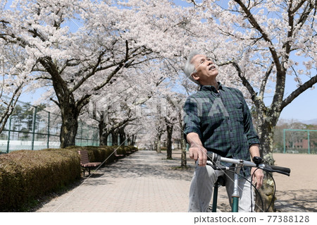 自行車和櫻花樹老人行 77388128