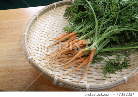 在間伐和除草期間的胡蘿蔔工作室拍攝 77388324