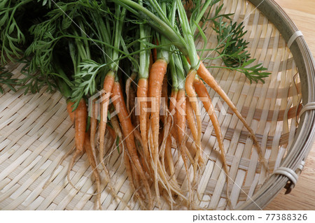 Carrot studio shooting during thinning and weeding Carrot studio shooting during thinning and weeding 77388326