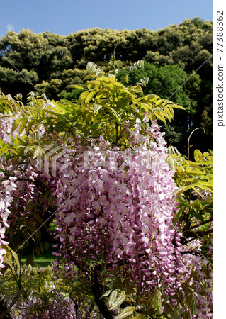 Kaoko Ancient Forest Park Spring landscape with fresh greenery and wisteria flowers 77388362