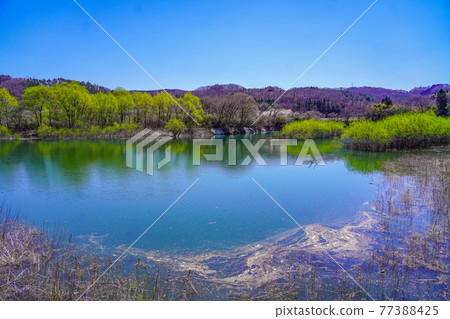 陸奧森林湖濱公園的水邊（花苑）[宮城縣川崎町] 77388425
