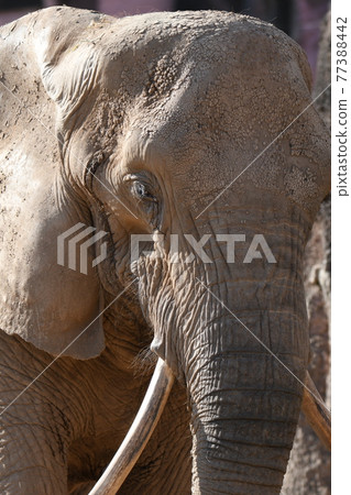 African elephant 39 African elephant 39 77388442