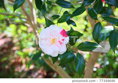 Camellia Flower Edo Rose Camellia Flower Edo Rose 77388686